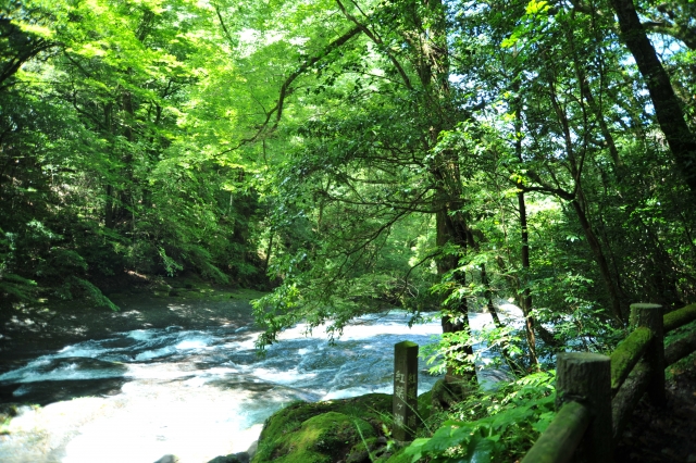 貴船川床