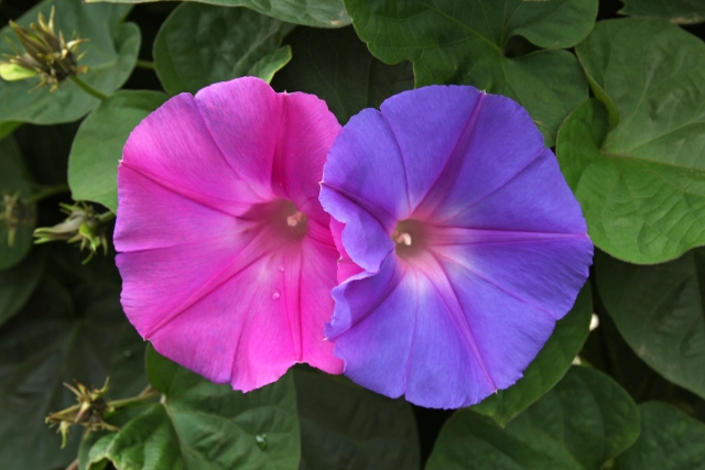 朝顔の押し花