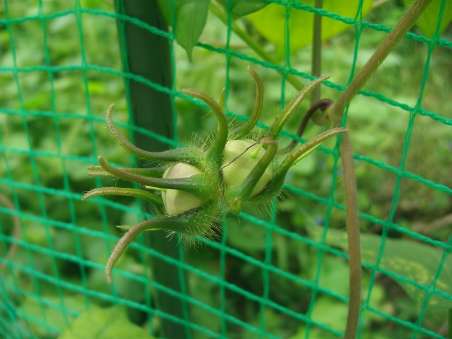 朝顔の種